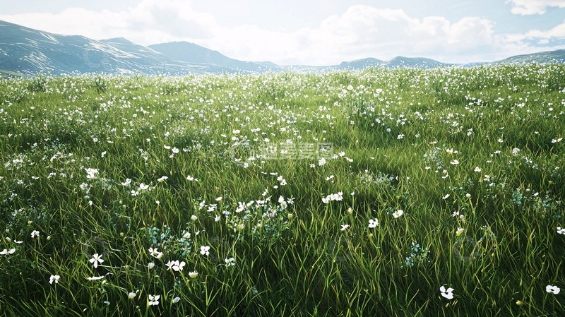 高清大图下载【趣麦麦图】绿色草地上的小白花
