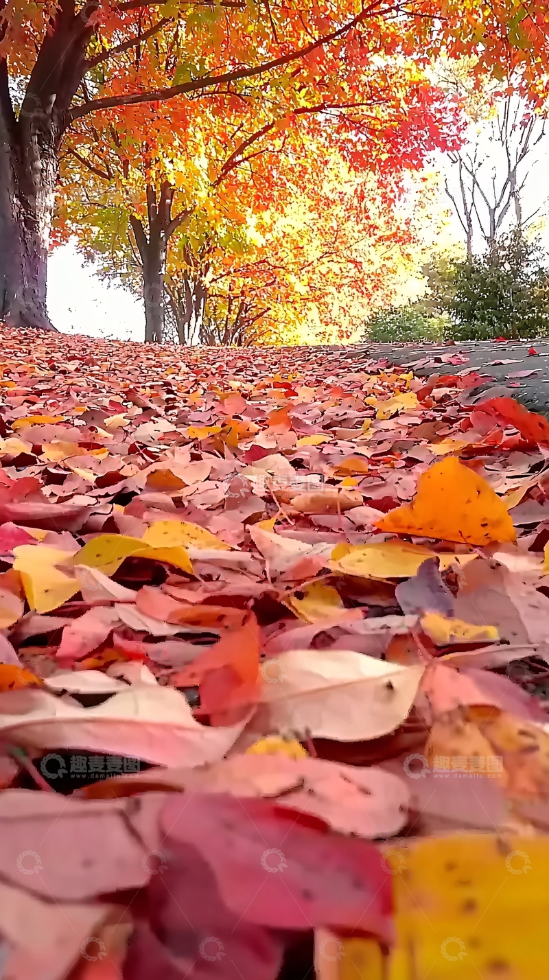 高清大图下载【趣麦麦图】秋叶满地落叶小路