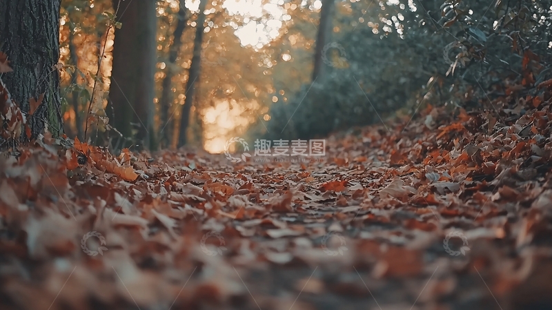 高清大图下载【趣麦麦图】秋日落叶小路