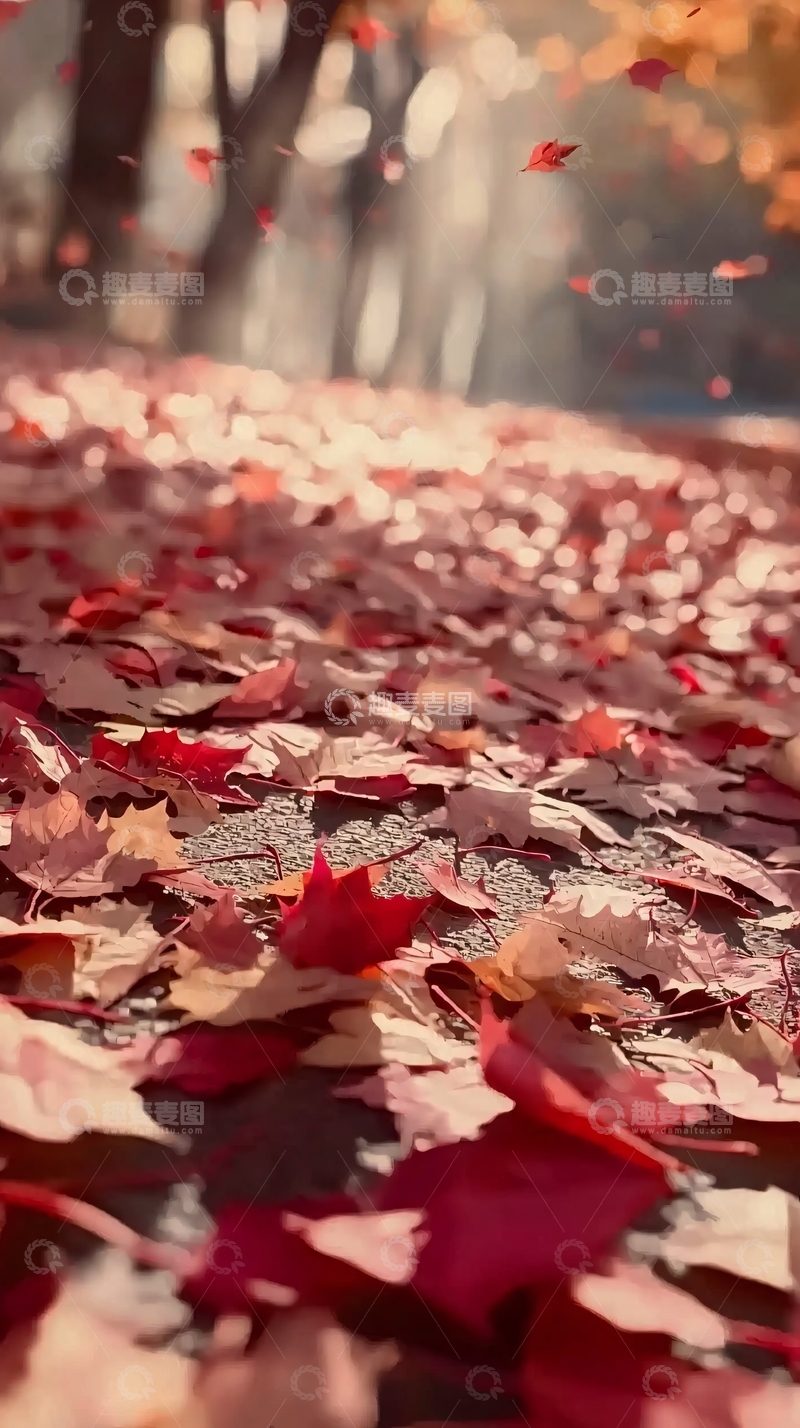 高清大图下载【趣麦麦图】落叶铺满小路