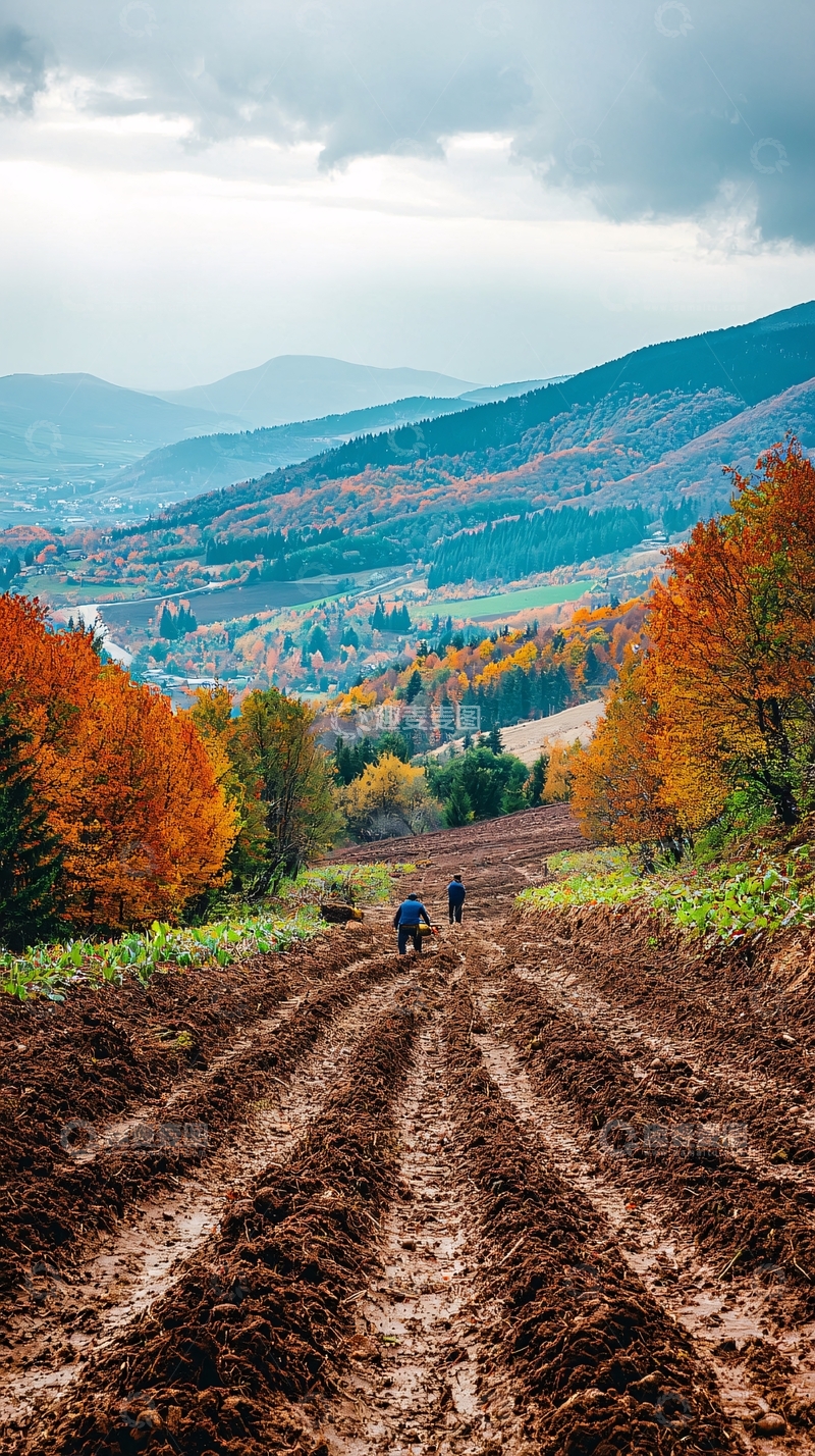 高清大图下载【趣麦麦图】秋收