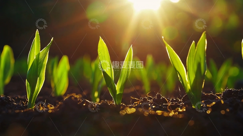 高清大图下载【趣麦麦图】朝阳下茁壮生长的幼苗