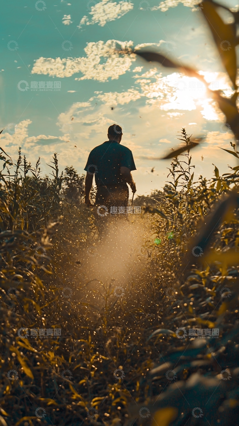 高清大图下载【趣麦麦图】夕阳下田野里行走的人