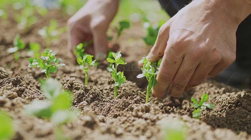 高清大图下载【趣麦麦图】双手种植幼苗