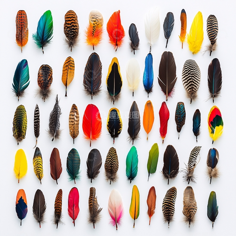 高清大图下载【趣麦麦图】彩色羽毛