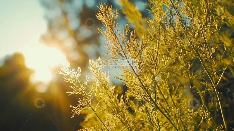 高清大图下载【趣麦麦图】逆光下的金色植物