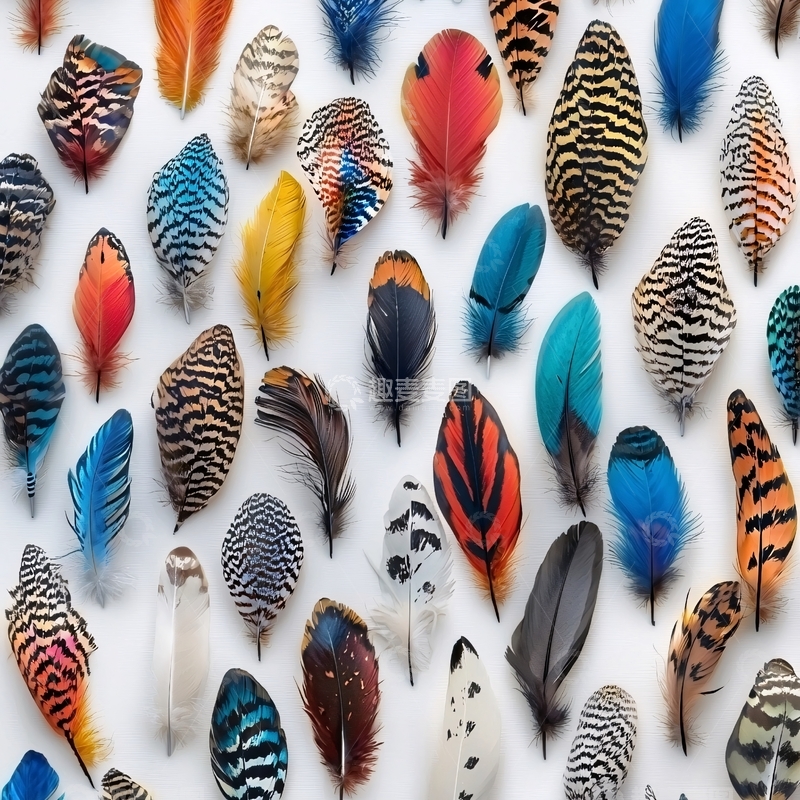 高清大图下载【趣麦麦图】彩色羽毛