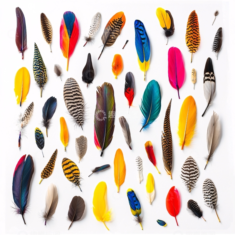 高清大图下载【趣麦麦图】彩色羽毛
