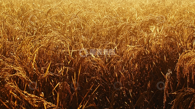 高清大图下载【趣麦麦图】金黄麦田