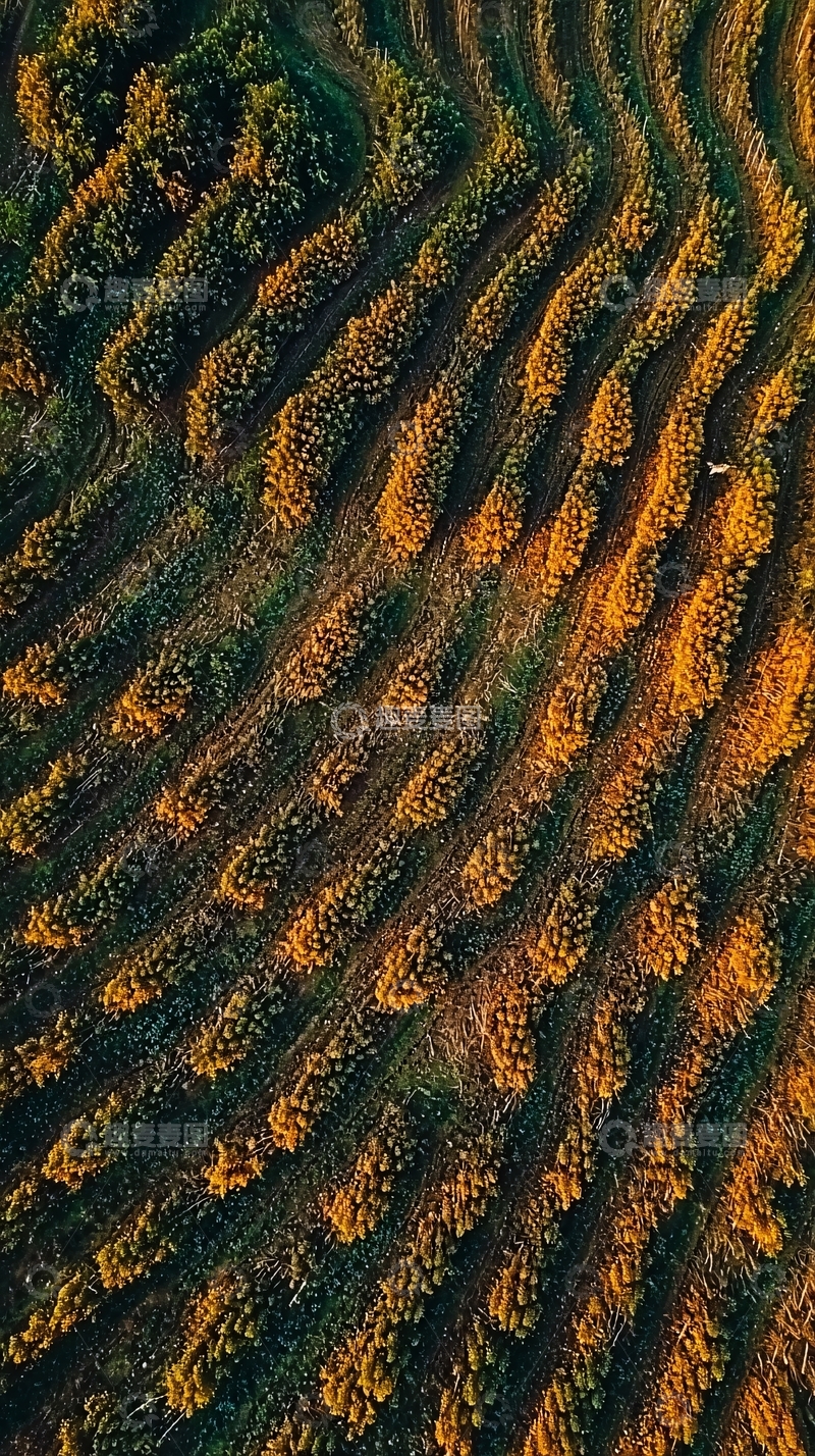 高清大图下载【趣麦麦图】秋日梯田景观