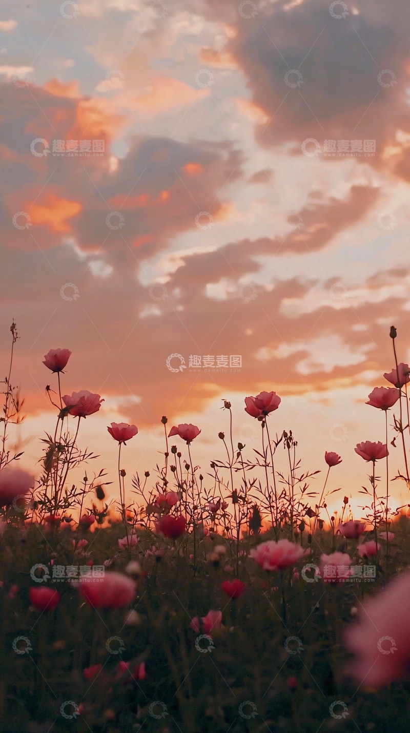 高清大图下载【趣麦麦图】粉色花田日落