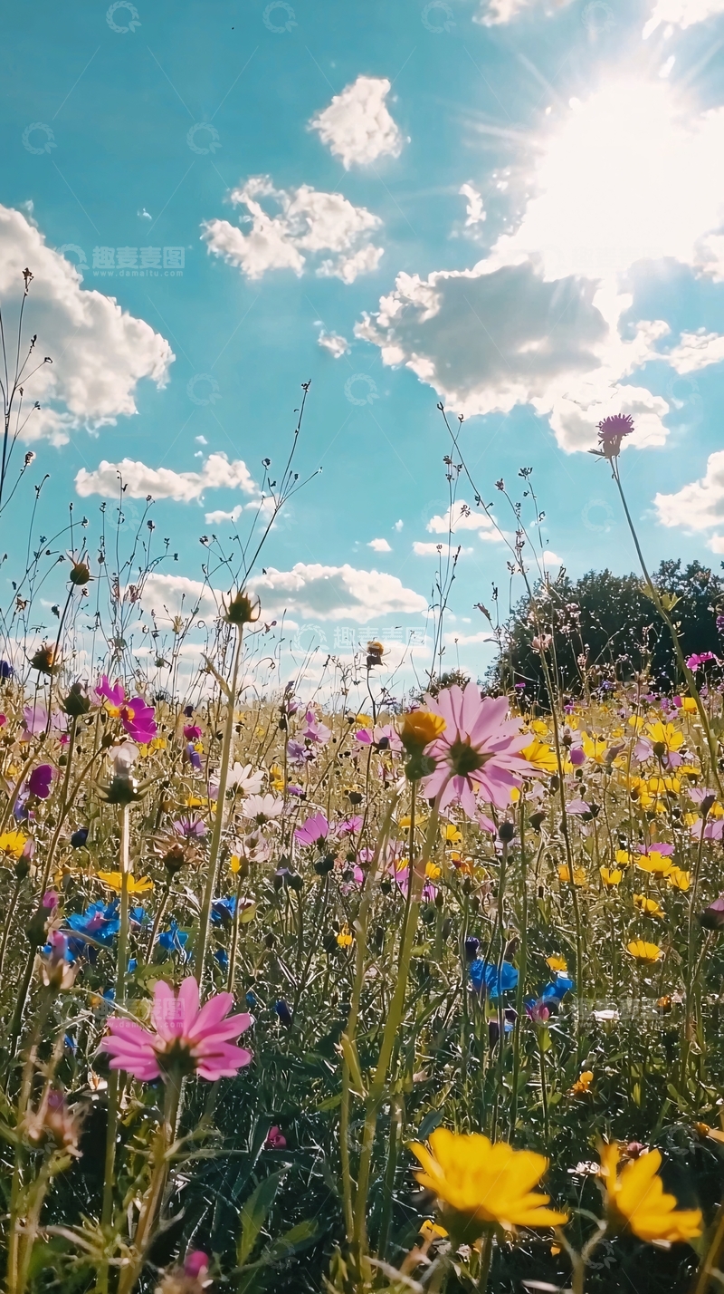 高清大图下载【趣麦麦图】阳光下五彩缤纷的野花田