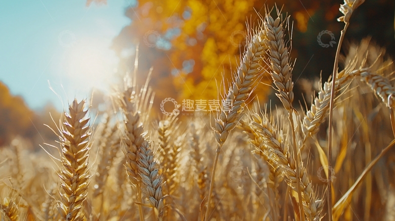 高清大图下载【趣麦麦图】阳光下的金黄麦田