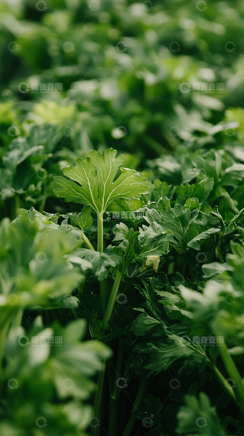 高清大图下载【趣麦麦图】茂密翠绿的植物叶片特写