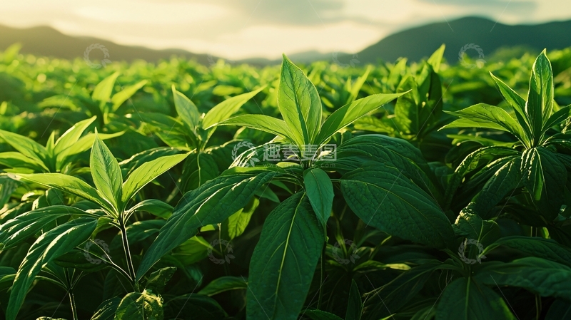 高清大图下载【趣麦麦图】阳光下茂密的绿色植物