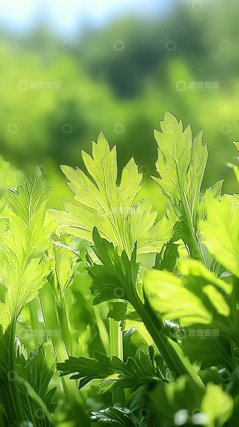 高清大图下载【趣麦麦图】阳光照射下的绿叶