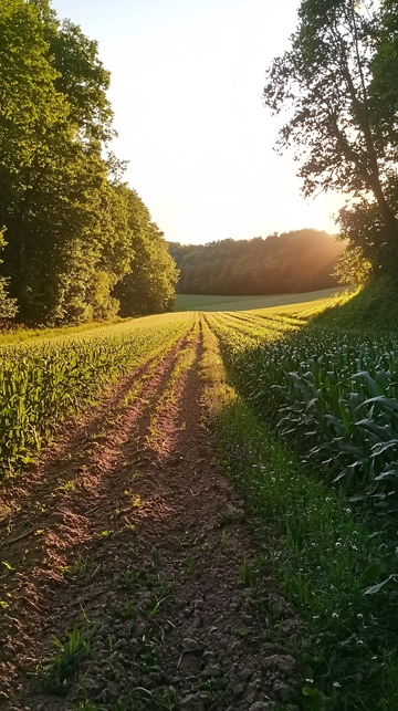 田间小路落日余晖