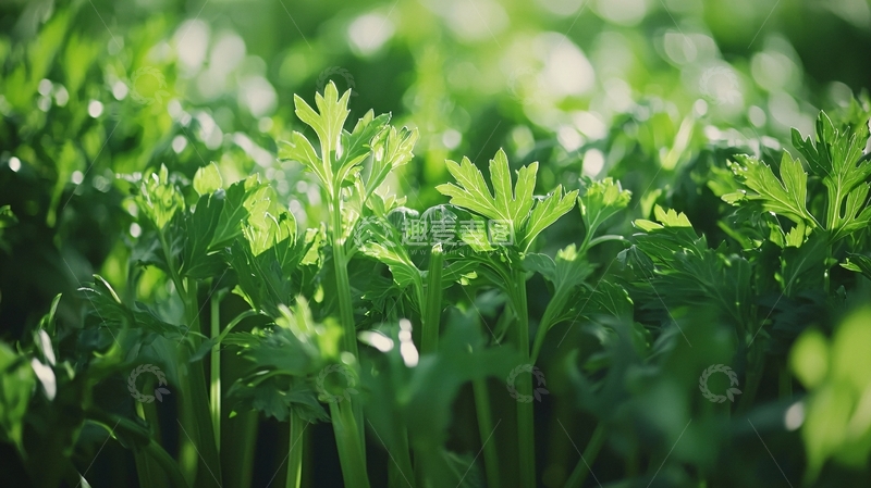 高清大图下载【趣麦麦图】绿油油的芹菜幼苗特写