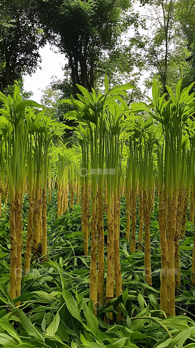 高清大图下载【趣麦麦图】绿色植物丛林