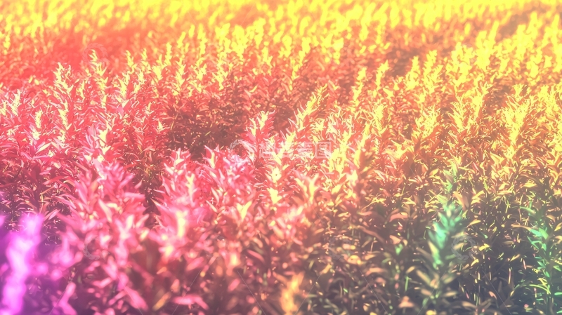 高清大图下载【趣麦麦图】彩色植物群落