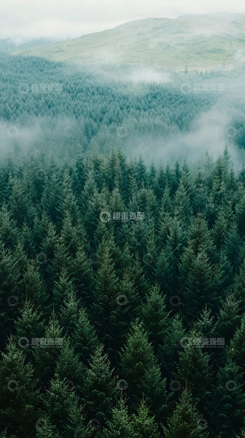 高清大图下载【趣麦麦图】雾气缭绕的翠绿松林