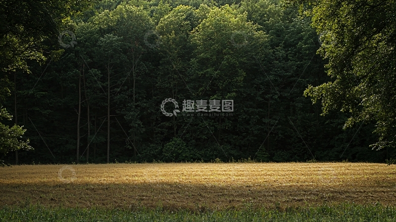 高清大图下载【趣麦麦图】树林边缘的金色草地
