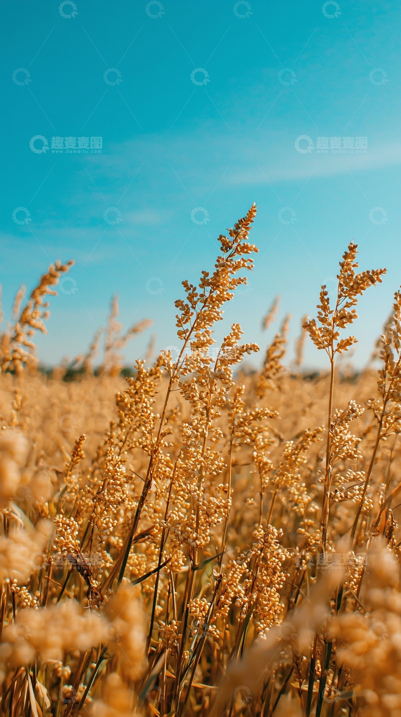 高清大图下载【趣麦麦图】金黄麦浪蓝天白云