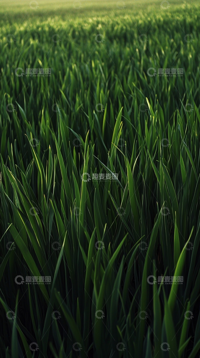 高清大图下载【趣麦麦图】绿油油的青草地