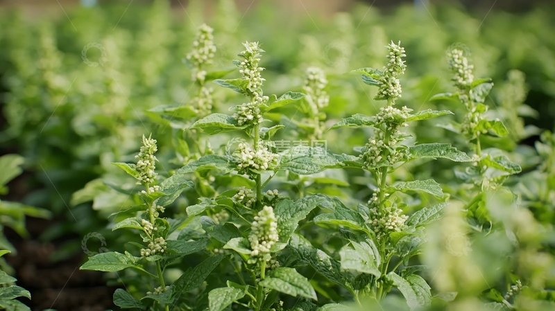 高清大图下载【趣麦麦图】绿油油的植物花朵特写