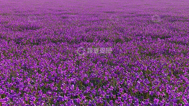 高清大图下载【趣麦麦图】紫色花海13