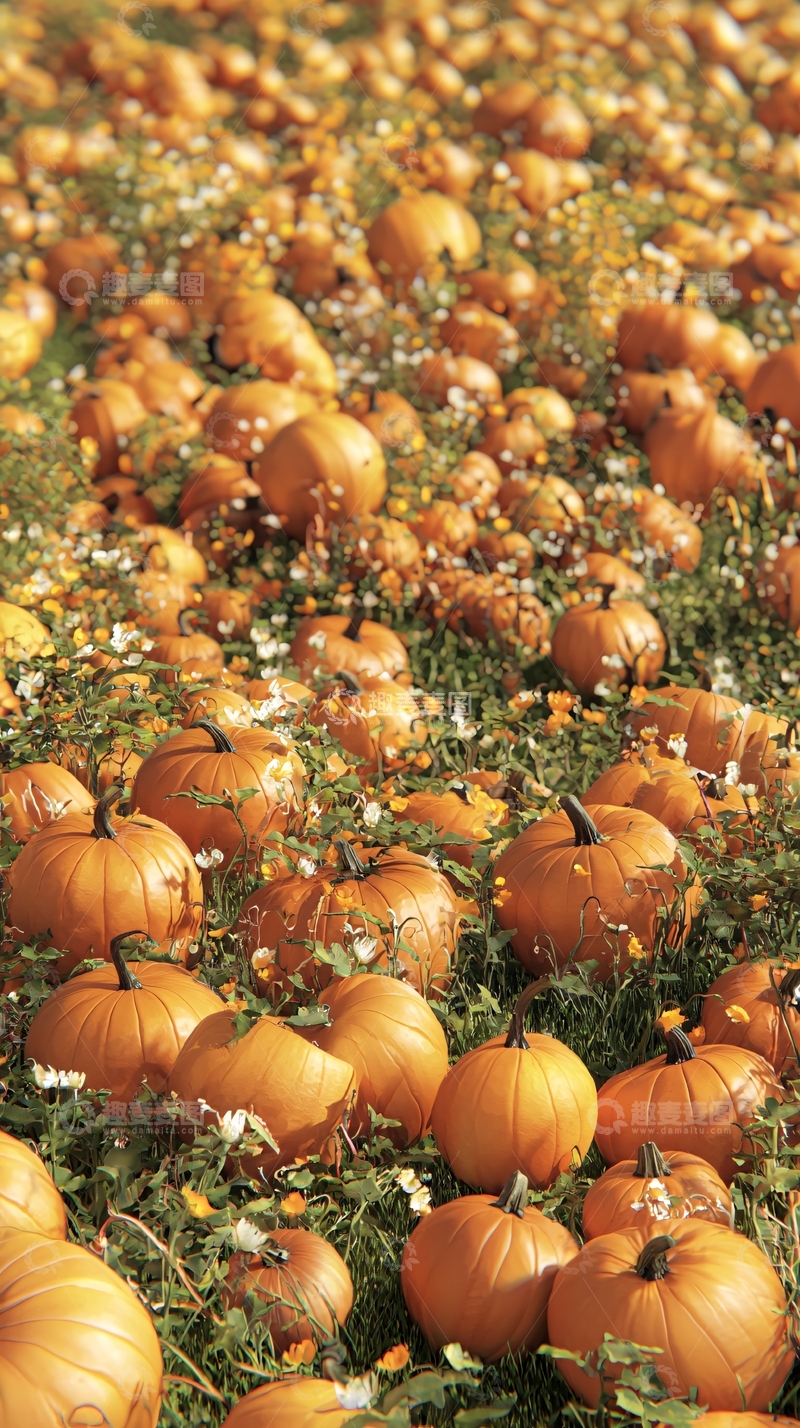 高清大图下载【趣麦麦图】南瓜田