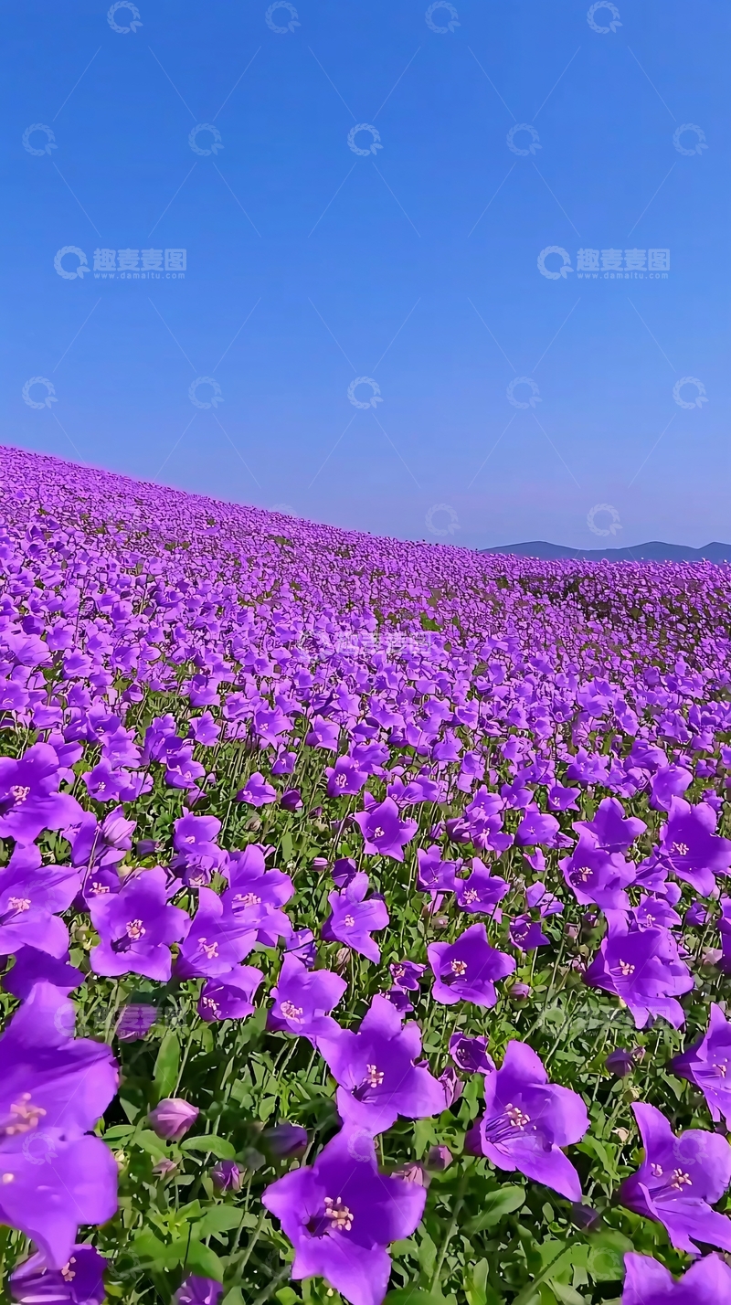 高清大图下载【趣麦麦图】紫色花海11