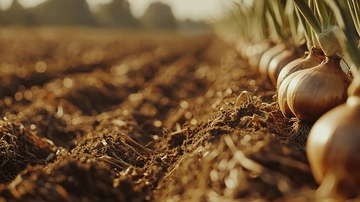 田间成熟洋葱特写