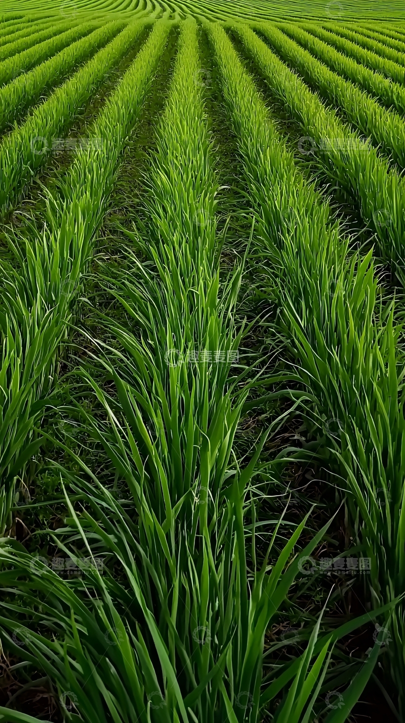 高清大图下载【趣麦麦图】绿色田野线条