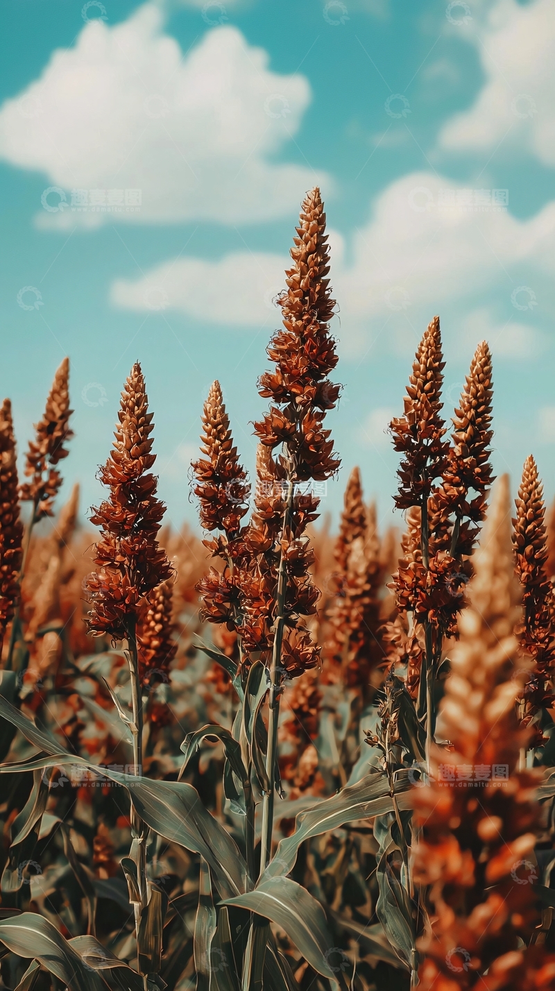 高清大图下载【趣麦麦图】蓝天白云下红棕色植物