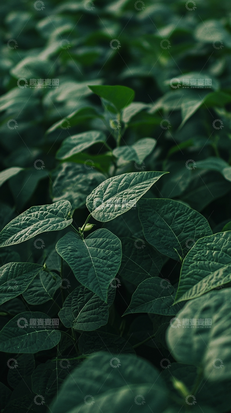高清大图下载【趣麦麦图】深绿色植物叶子背景