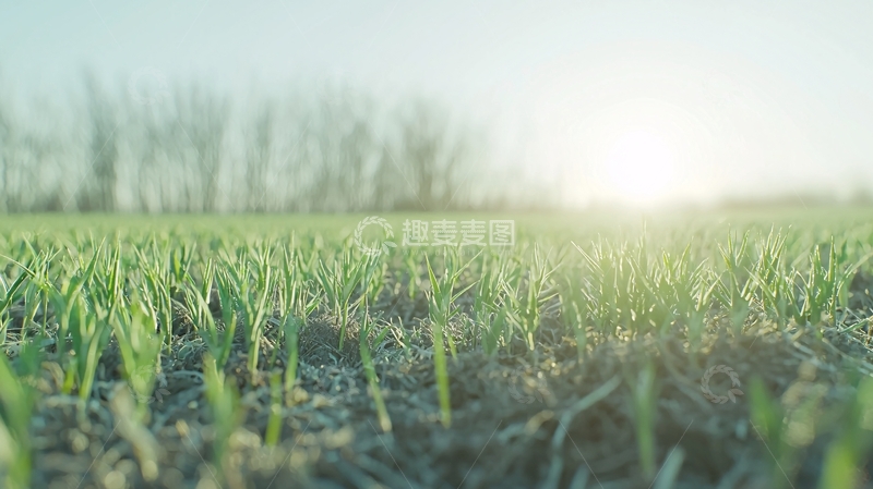 高清大图下载【趣麦麦图】春天麦田