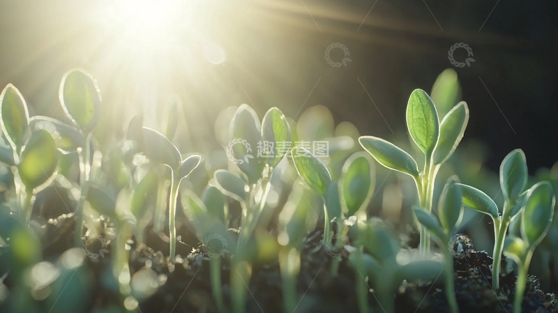 高清大图下载【趣麦麦图】阳光下新生的嫩芽