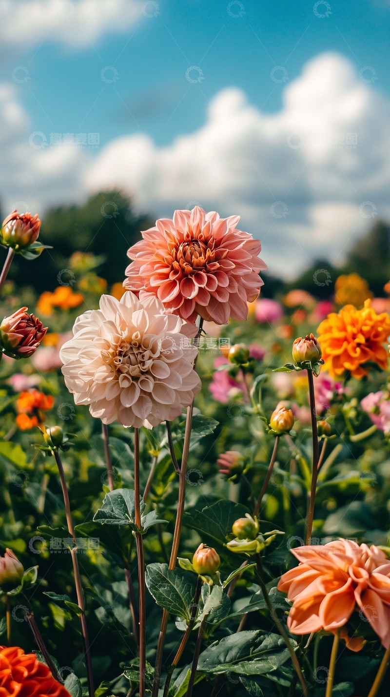 高清大图下载【趣麦麦图】鲜花盛开的田野
