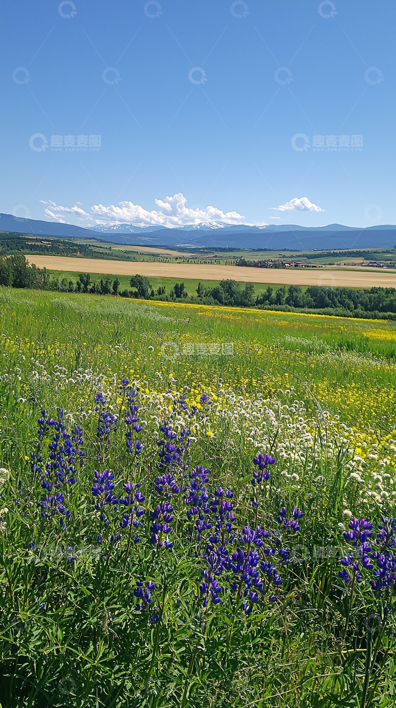 高清大图下载【趣麦麦图】山峦背景下的野花田