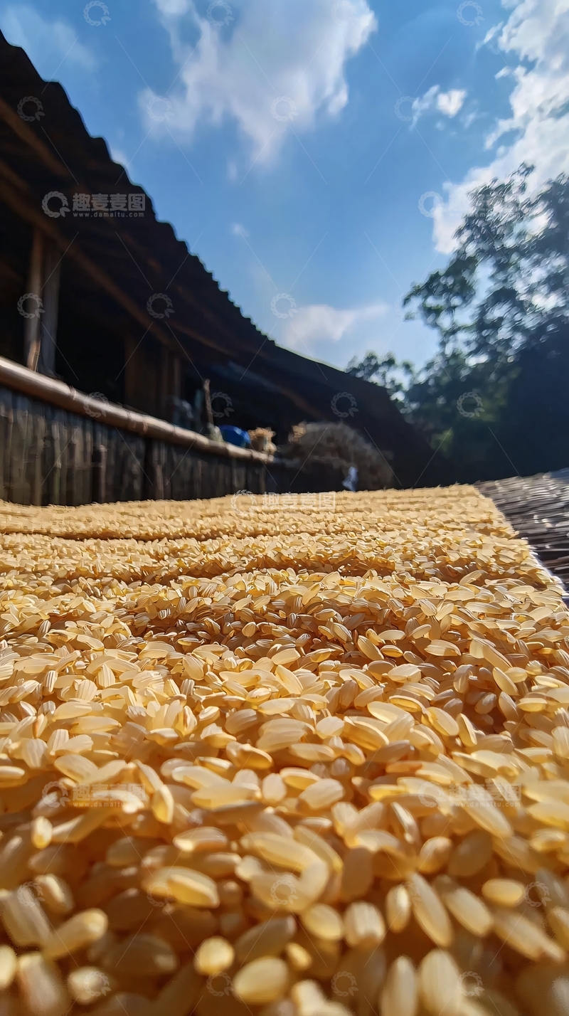 高清大图下载【趣麦麦图】阳光下晾晒稻谷