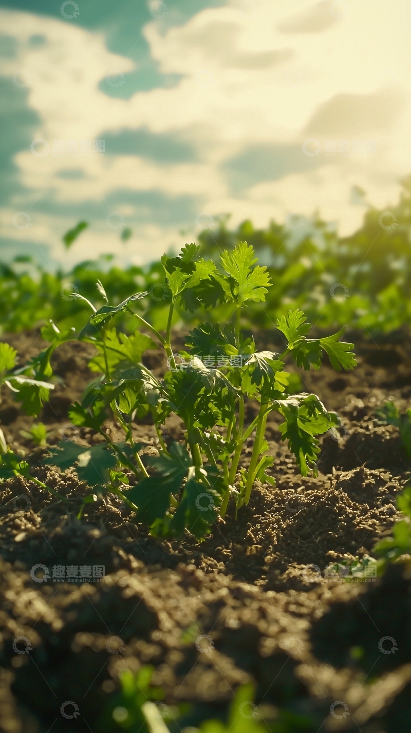 高清大图下载【趣麦麦图】阳光下田间生长的香菜
