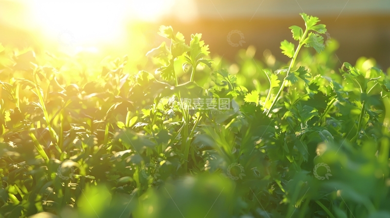 高清大图下载【趣麦麦图】阳光下的绿植