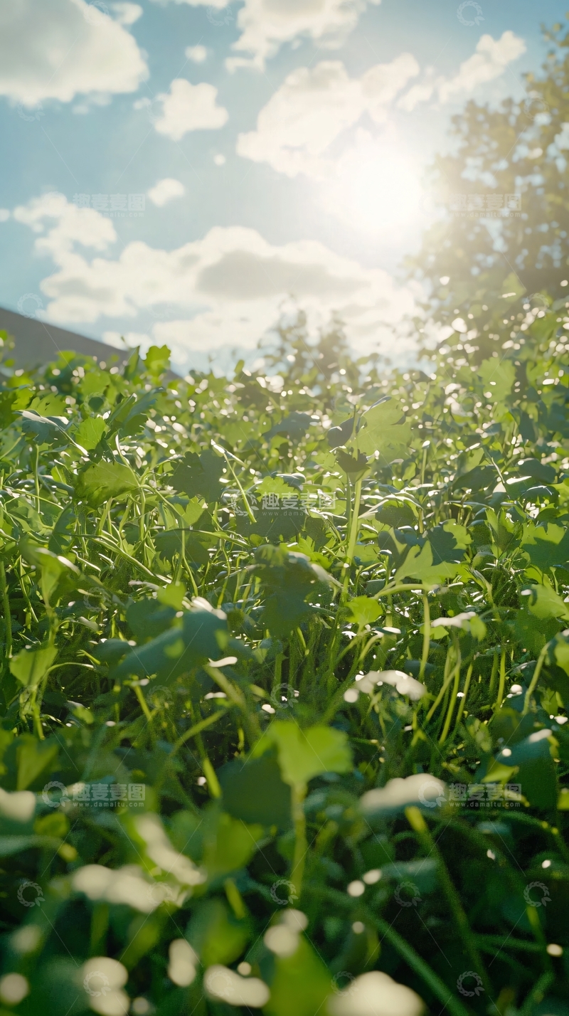 高清大图下载【趣麦麦图】阳光下茂密的绿色植物