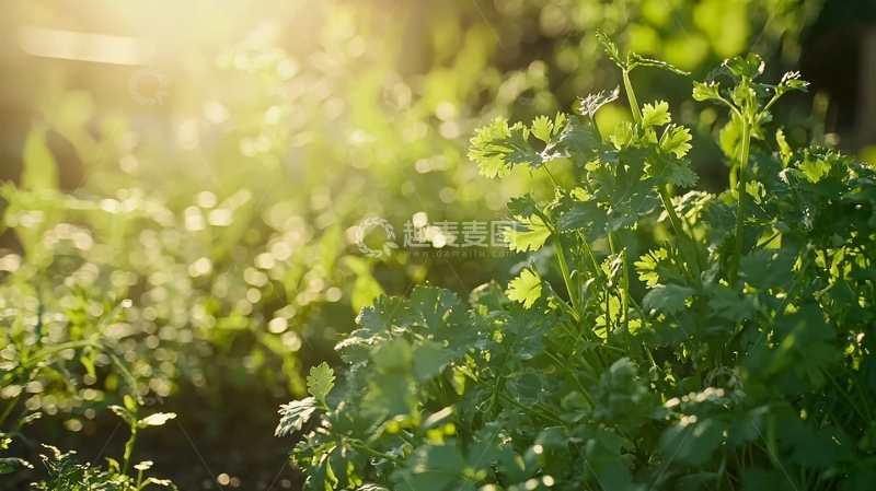 高清大图下载【趣麦麦图】阳光下的绿色植物