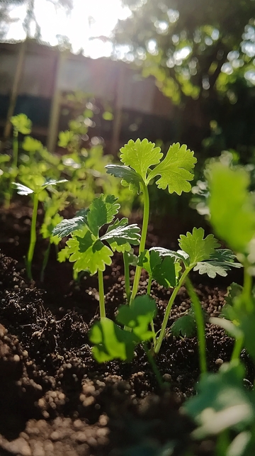 阳光下翠绿的香菜幼苗