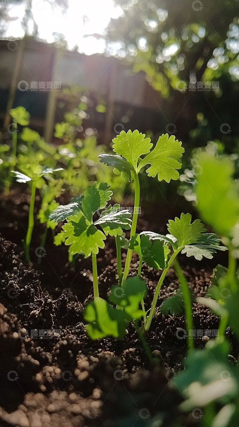 高清大图下载【趣麦麦图】阳光下翠绿的香菜幼苗