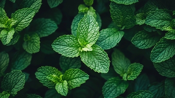 薄荷叶特写高清图片