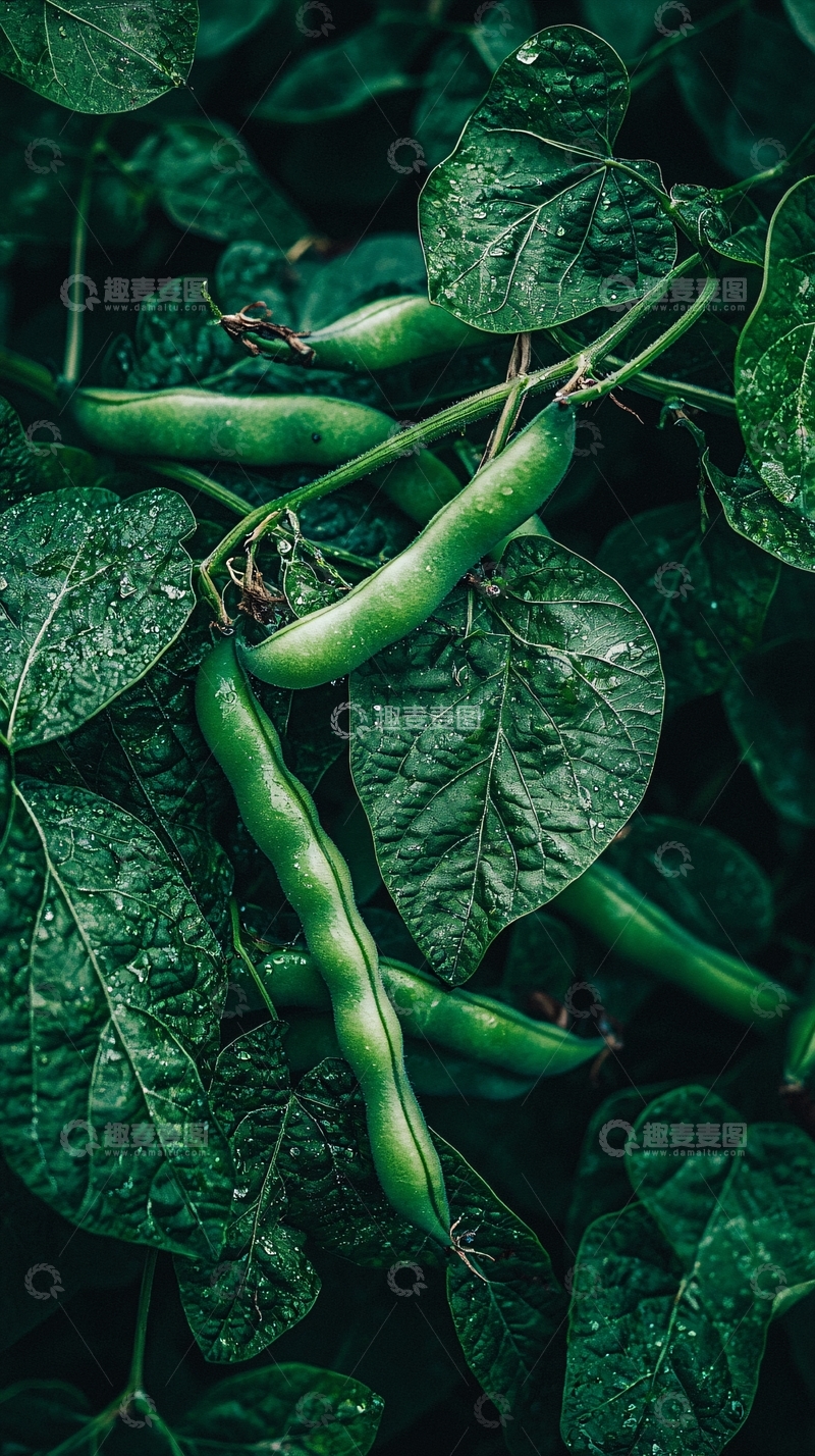 高清大图下载【趣麦麦图】绿油油的豆角挂在枝头