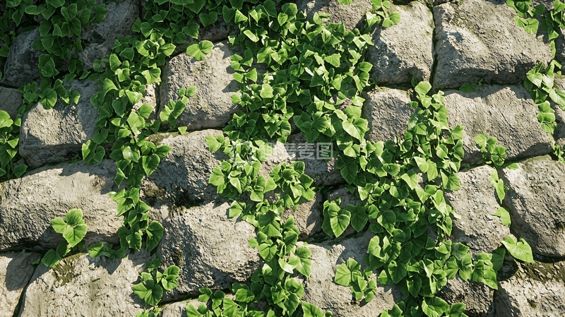高清大图下载【趣麦麦图】石头墙上的绿色植物